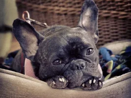 ~Mylie~French Bulldog Available for Adoption in Minnesota