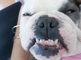 ~ENTER HERE~ April 2019 Frenchie of the Month "SMILING FRENCHIES"