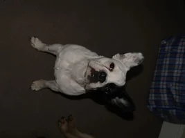 Little Beefcake