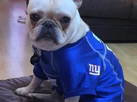 4 Paw Members, PLEASE VOTE for your favorite Turkey Legs!