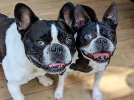 ~ENTER HERE~ April 2019 Frenchie of the Month "SMILING FRENCHIES"