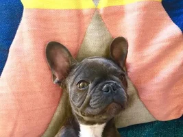 Meet Stanley