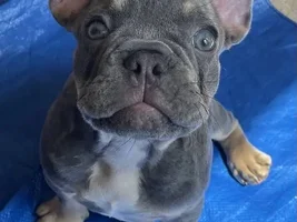 Hello, first French Bulldog