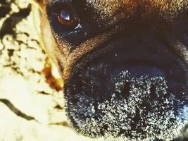 FAQ:  How many times a day do you feed your Frenchie?