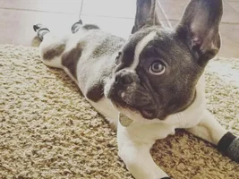 Silly names for your frenchie