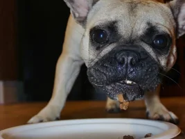 Baby Bisou isn't a baby anymore...