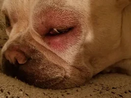 Hives, swollen eyes and thoughts on Apoquel and Cytopoint