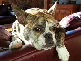 He Is My Best Ever Bulldog!