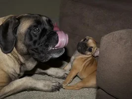 November 2013 Frenchie of the Month Contest ~ENTER HERE~