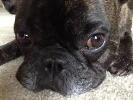 4 Paw Members VOTE!  August Frenchie of the Month