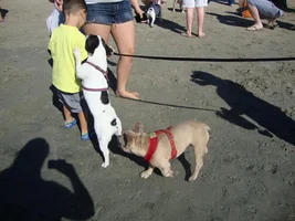 Frenchie Meet up group event this weekend Dec 1st