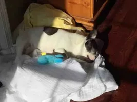 Sun Boy