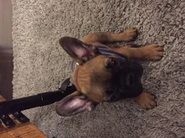 New Frenchie Parents!  Meet Leo - and a potty training question...
