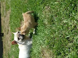 Puppy sitting