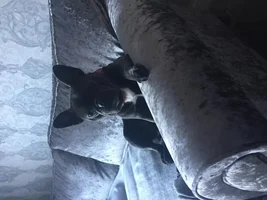 Hi just a short message to introduce myself and Misty!
