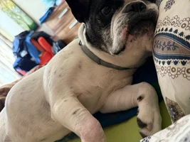 Help Cloe to walk again!