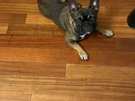 Frenchie Name