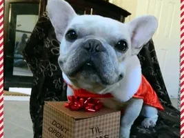 4 Paw Members, PLEASE VOTE for your Holly Jolly Frenchies!