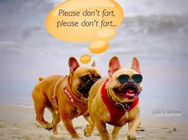 ENTER HERE ~ Frenchie of the Month Contest ~ Summertime Frenchies!!