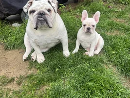 Hi fellow frenchie people :)