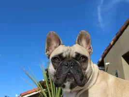 4 PAW MEMBERS!!!  Please vote for your favorite Frenchie Faces!