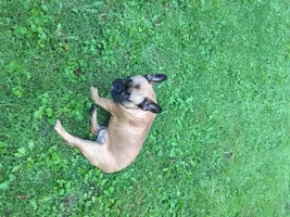 ~ENTER HERE~ November Frenchie of the Month "TURKEY LEG" Contest