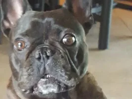 Brindles!! Post pictures of your brindle frenchie!!