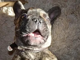 December 2013 Frenchie of the Month Contest ~ENTER HERE~