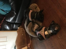 Post your favorite puppy picture!!!