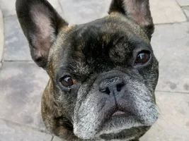 4 PAW MEMBERS!!! Please VOTE for your favorite Frenchie FACES!
