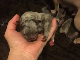 Question about the puppy we may get