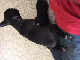 An amazing potty transition!