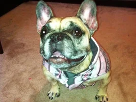 ~Aurora~French Bulldog Available for Adoption in New York