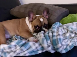 Bo at a frenchie meetup