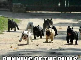 Funnies