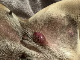 Strange abscesses