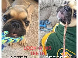 ~ENTER HERE~ October Frenchie of the Month "TOOFS & FANGS"