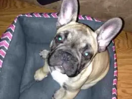 Let's post some puppy pictures!!
