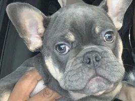 Average Weight at 10 weeks