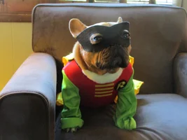 Costume or no costume?