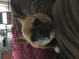 Help - drooping ears!