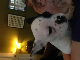 Winston & Hugo