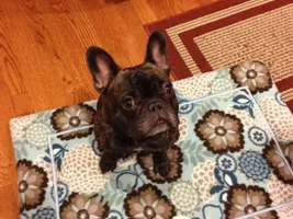4 Paw Members, Please vote for March Frenchie of the Month!