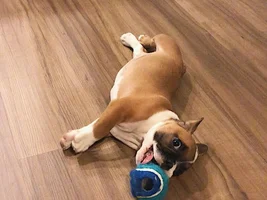 New Frenchie Dad