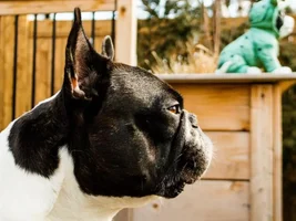 Our friend Diesel came to visit for a week
