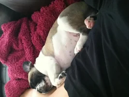 Wilbur's sleeping positions