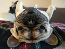 4 Paw Members, Please vote for January Frenchie of the Month!