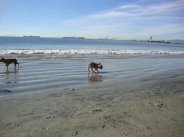 Frenchie Meet up group event this weekend Dec 1st