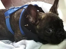 4 PAW MEMBERS!!!  Please VOTE for your favorite LAZY Frenchies!