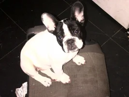 May 2013 Frenchie of the Month Contest! ~Enter Here~